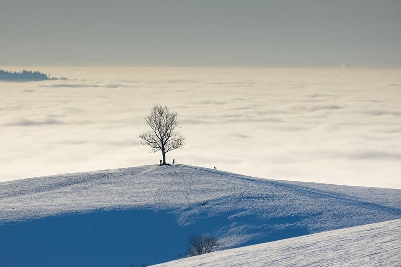 Harmony in Nature